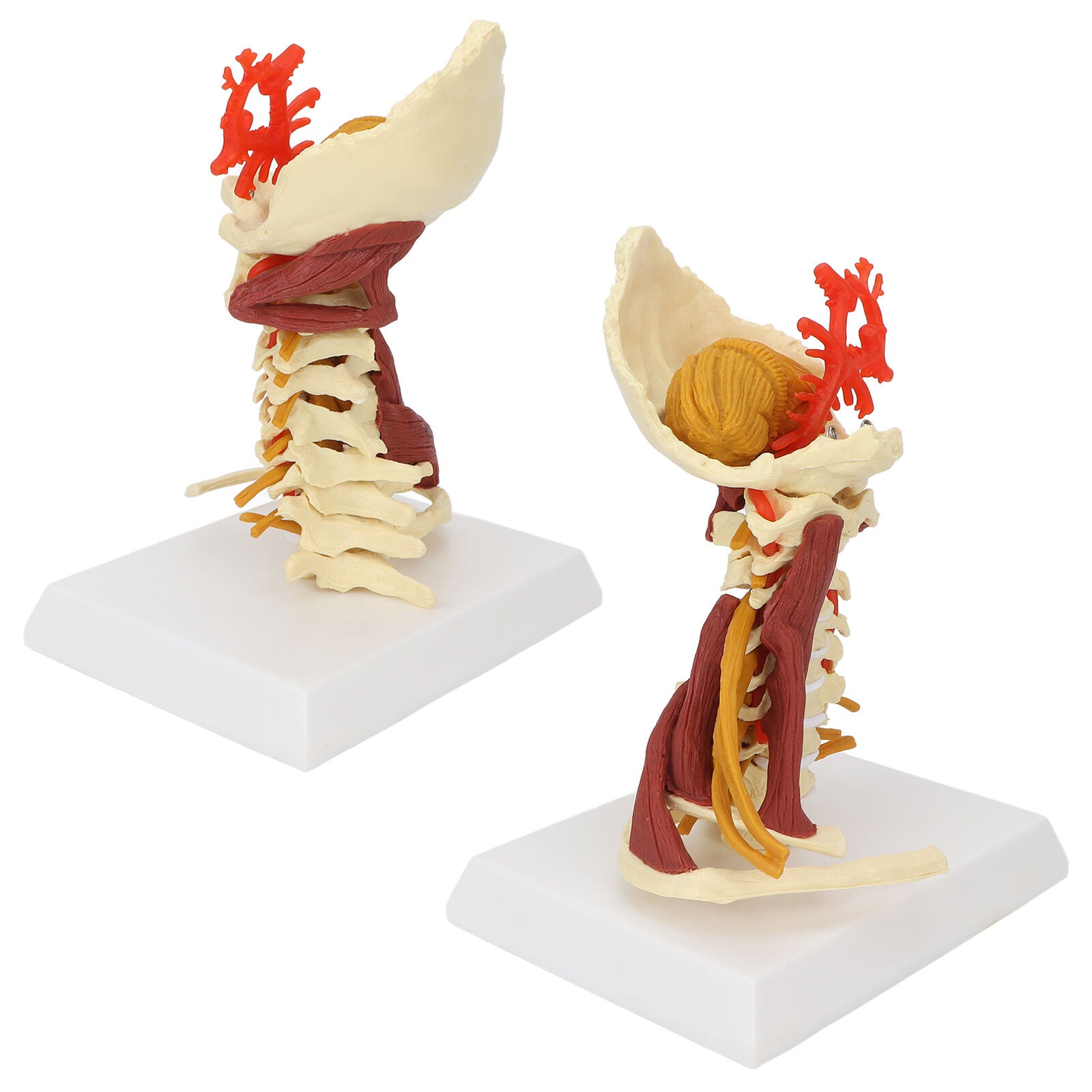 ny cervical vertebra arteria Spinal nerver Anatomisk modell Anatomi Science A