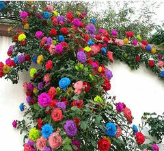 used 200+ Mix Climbing Rose Seeds for Planting Outdoors 07FC0E-D4 - KOEEK