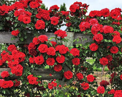 used 200+ Mix Climbing Rose Seeds for Planting Outdoors 07FC0E-D4 - KOEEK