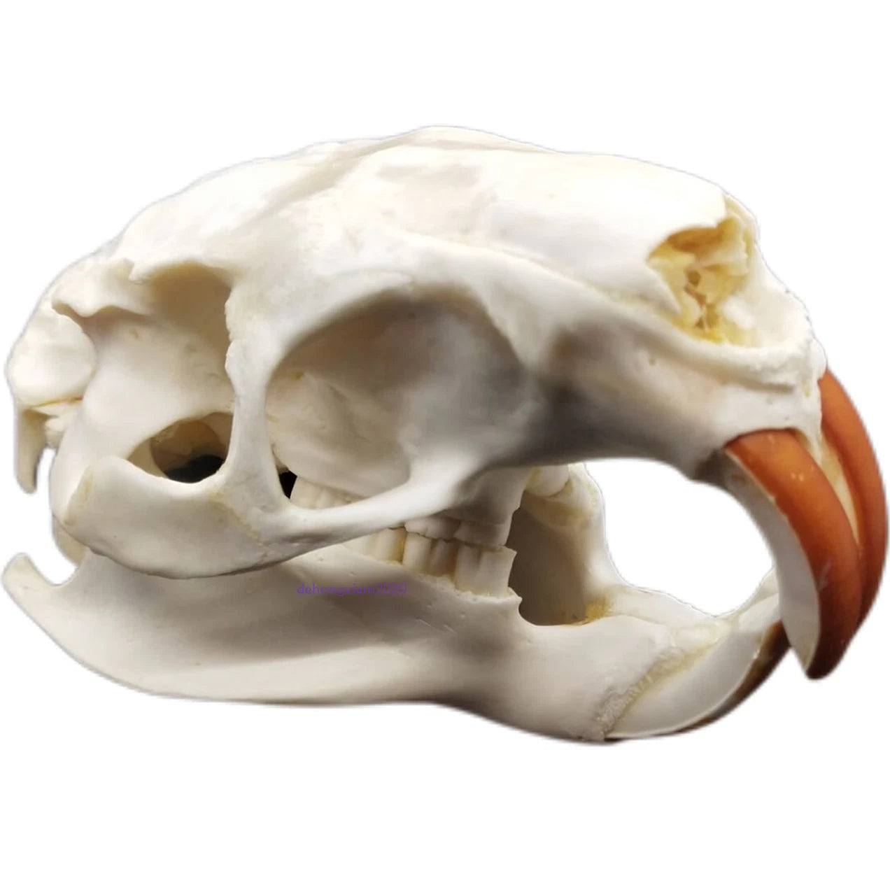 Natural Beaver Head Skull Specimen Skeleton Collection Feng Shui Animal Model 07FC0E-D4 - KOEEK