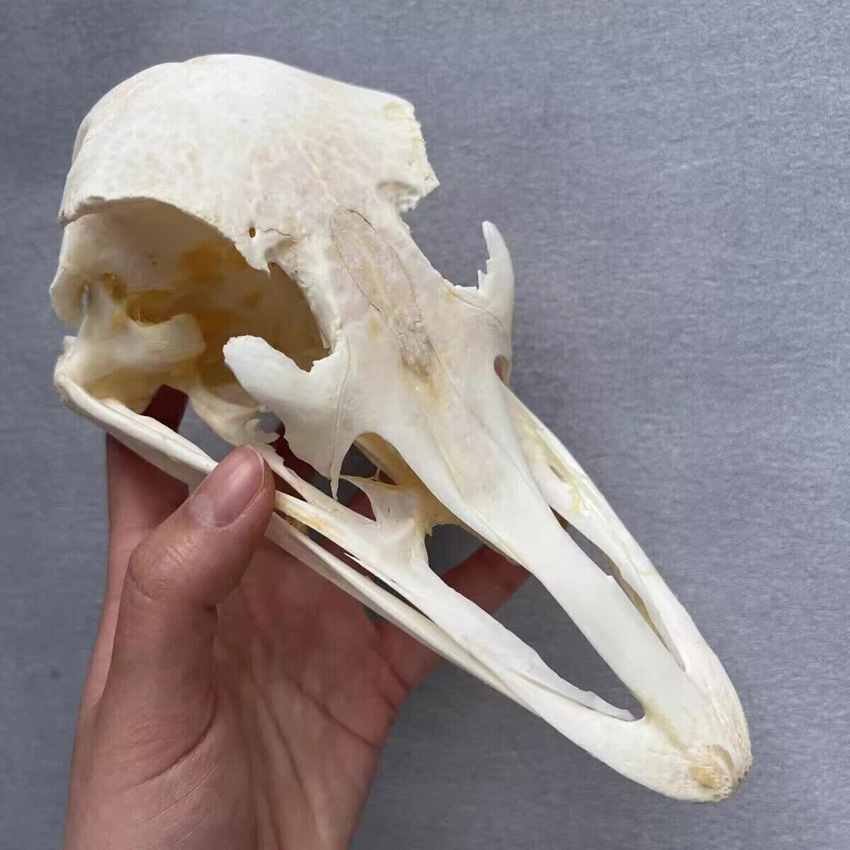 Ostrich Head Skull Medical Research Animal Skeleton Specimens Ornament Collect 07FC0E-D4 - KOEEK