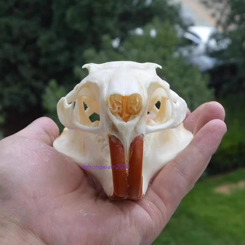 Natural Beaver Head Skull Specimen Skeleton Collection Feng Shui Animal Model 07FC0E-D4 - KOEEK