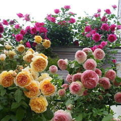 used 200+ Mix Climbing Rose Seeds for Planting Outdoors 07FC0E-D4 - KOEEK