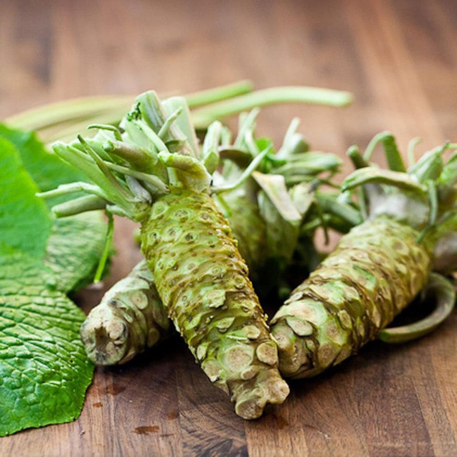 new Wasabi Seeds Japanese Horseradish  to Make Spicy Condiment Pungent Green 07FC0E-D4 - KOEEK