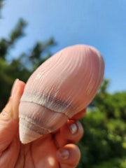 2pcs Ocean Sea 8-9cm Natural Pink Ear Conch Shell Shell Ornament 07FC0E-D4 - KOEEK