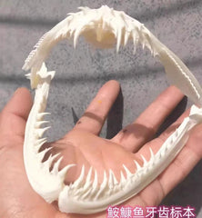 1PC Anglerfish Skull Specimen Skull Animal Fish Mouth Bone Collect Model 07FC0E-D4 - KOEEK