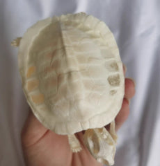 Turtle Skeleton Real Animal Bones Fine Art Work. Tortoise Specimen Collection 07FC0E-D4 - KOEEK
