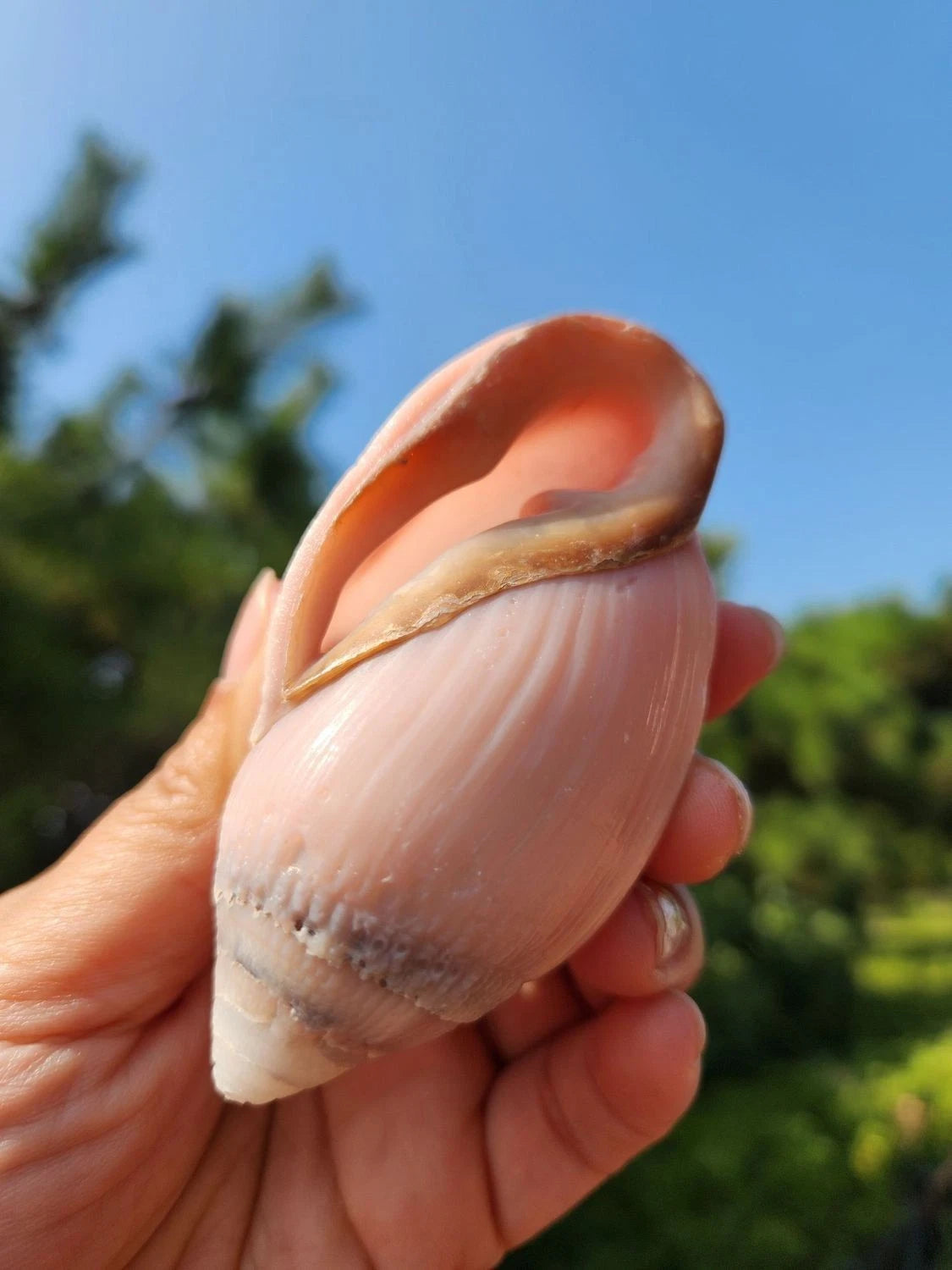 2pcs Ocean Sea 8-9cm Natural Pink Ear Conch Shell Shell Ornament 07FC0E-D4 - KOEEK