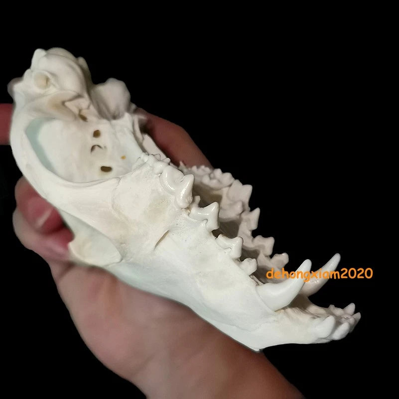 Natural Fox Skull Specimen Skeleton Feng Shui Ornament Animal Teeth Collection 07FC0E-D4 - KOEEK