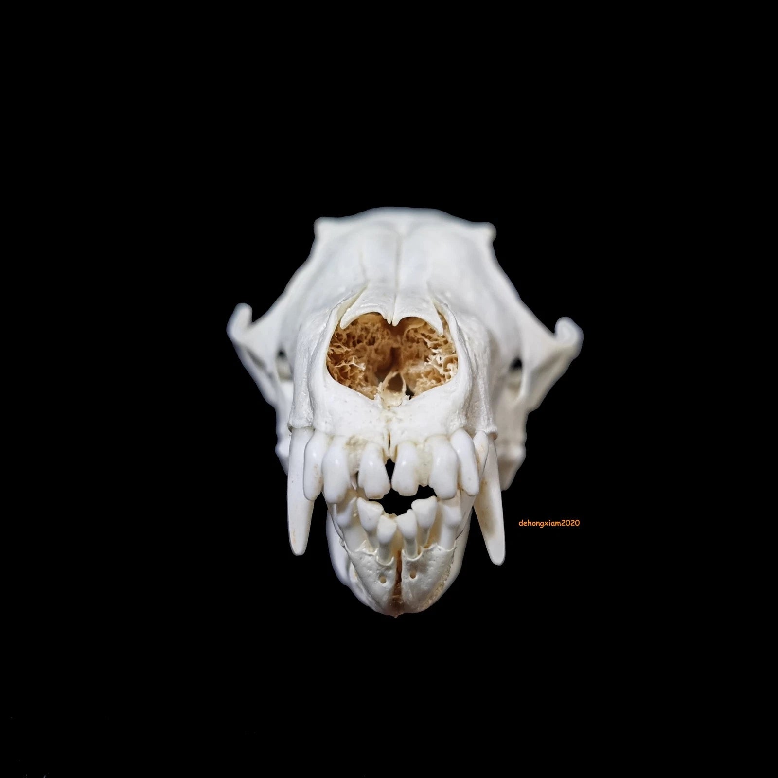 Natural Fox Skull Specimen Skeleton Feng Shui Ornament Animal Teeth Collection 07FC0E-D4 - KOEEK