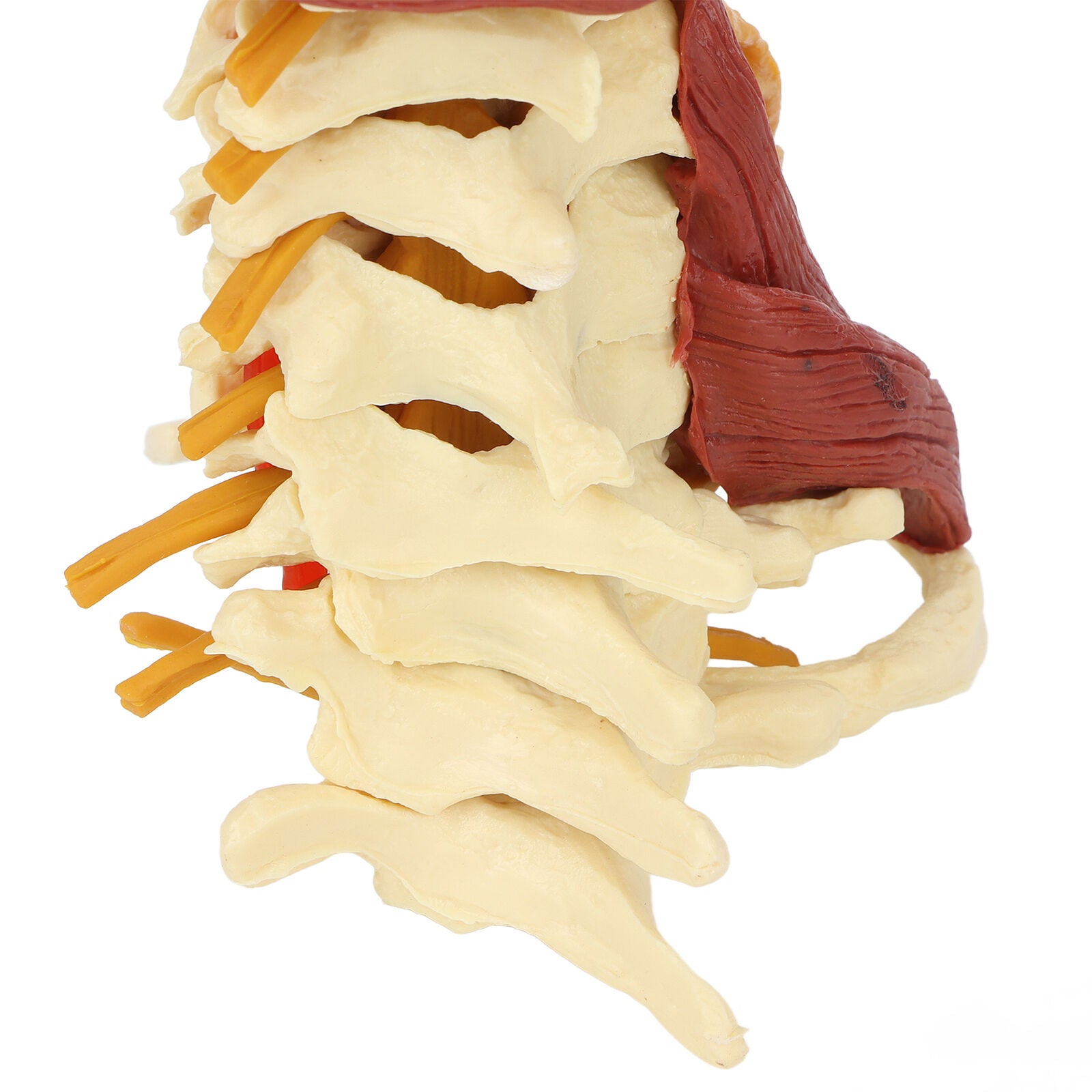 new Cervical Vertebra Arteria Spine Spinal Nerves Anatomical Model Anatomy Science koeek - KOEEK