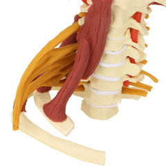 new Cervical Vertebra Arteria Spine Spinal Nerves Anatomical Model Anatomy Science koeek - KOEEK