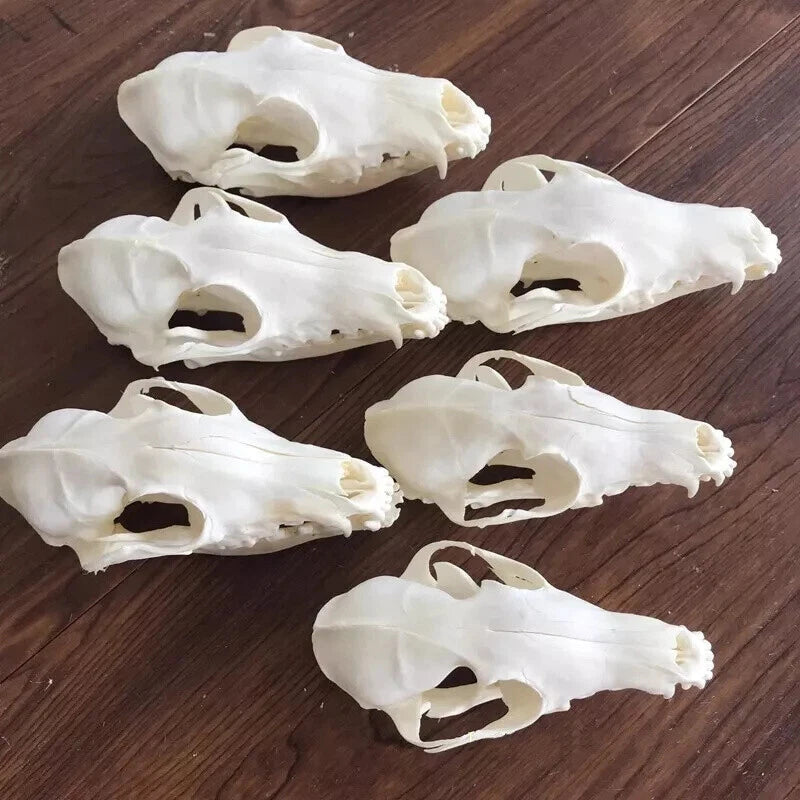 10pcs Real Fox Skull Taxidermy Bone Skeleton Halloween Fish Tank Decoration 07FC0E-D4 - KOEEK