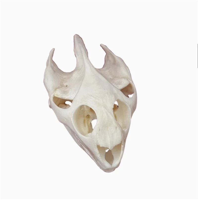 10PCS Turtle Skull Crafts Education Animal Specimen Crafts Bone Ornament Gifts 07FC0E-D4 - KOEEK