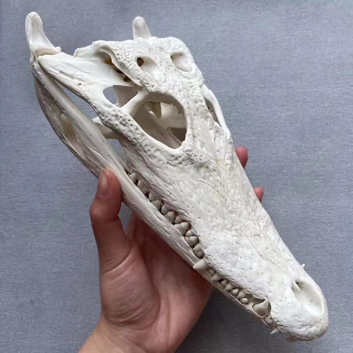 Crocodile Head Skull Specimen Skeleton Animal Specimen Decor Collection 1pc 07FC0E-D4 - KOEEK