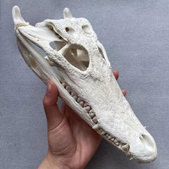 Crocodile Head Skull Specimen Skeleton Animal Specimen Decor Collection 1pc 07FC0E-D4 - KOEEK