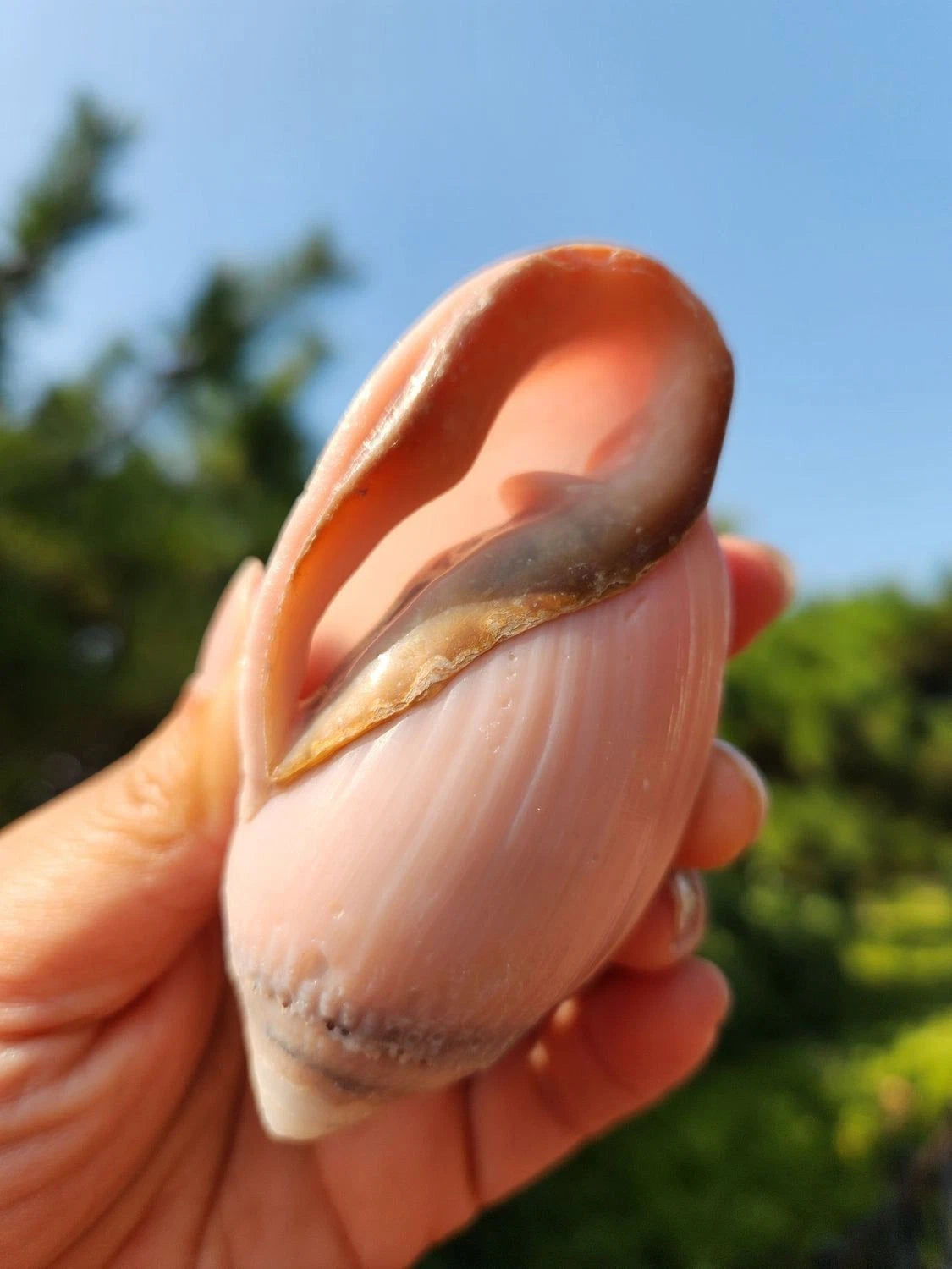 2pcs Ocean Sea 8-9cm Natural Pink Ear Conch Shell Shell Ornament 07FC0E-D4 - KOEEK