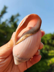 2pcs Ocean Sea 8-9cm Natural Pink Ear Conch Shell Shell Ornament 07FC0E-D4 - KOEEK