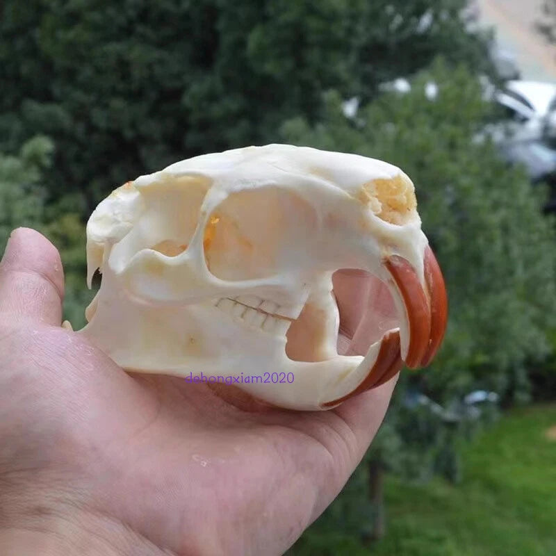 Natural Beaver Head Skull Specimen Skeleton Collection Feng Shui Animal Model 07FC0E-D4 - KOEEK