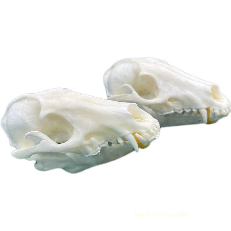 10pcs Real Fox Skull Taxidermy Bone Skeleton Halloween Fish Tank Decoration 07FC0E-D4 - KOEEK