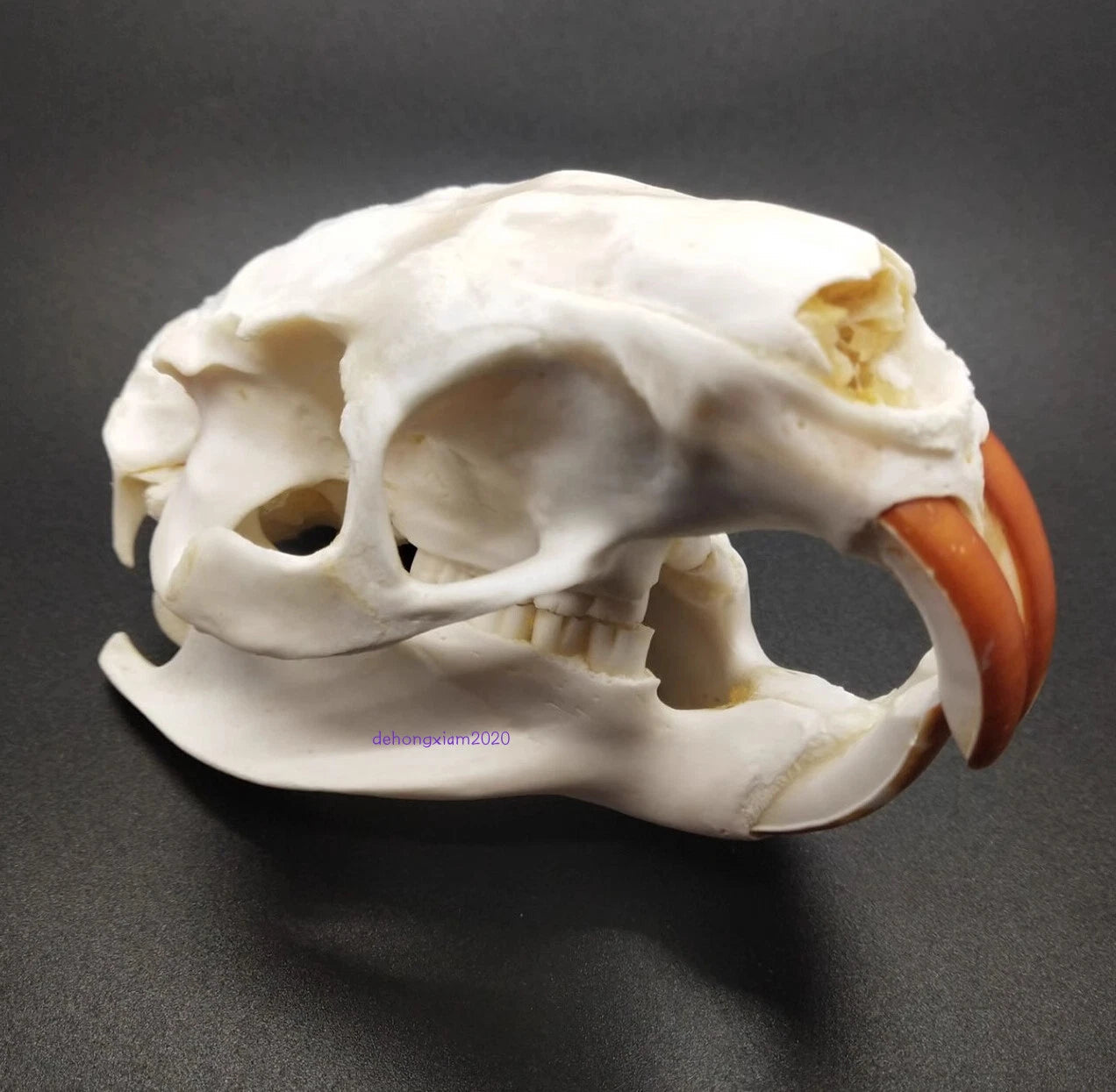 Natural Beaver Head Skull Specimen Skeleton Collection Feng Shui Animal Model 07FC0E-D4 - KOEEK