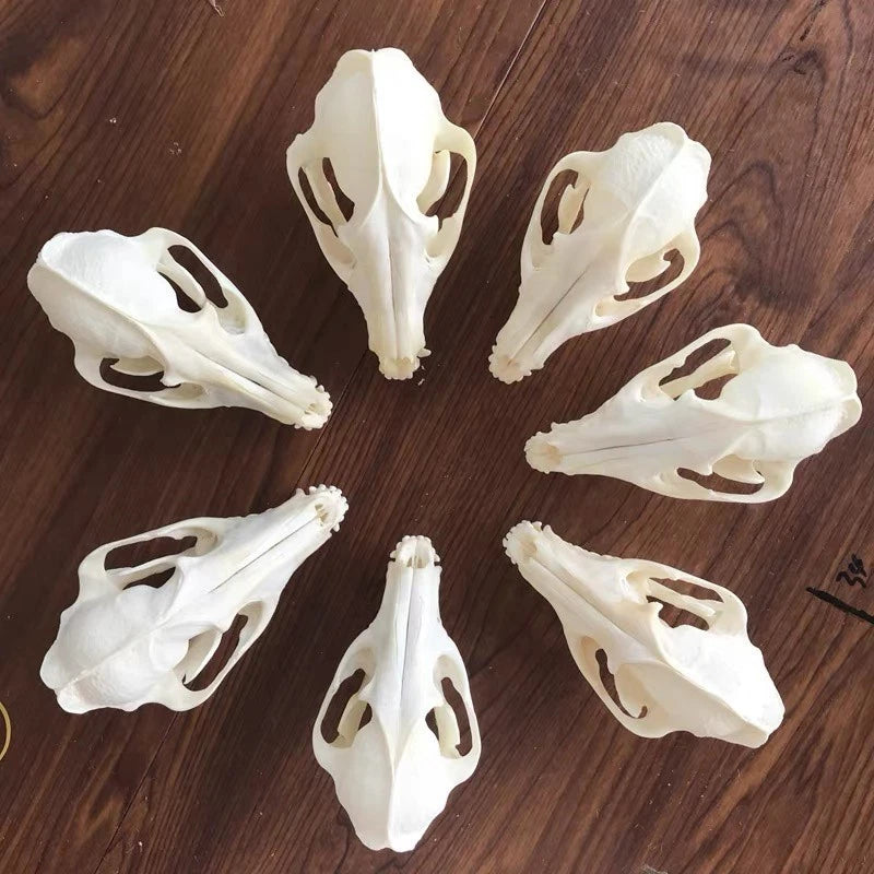10Pcs Real Fox Skull Taxidermy Real Bone Skeleton Halloween Decoration Gift 12cm 07FC0E-D4 - KOEEK