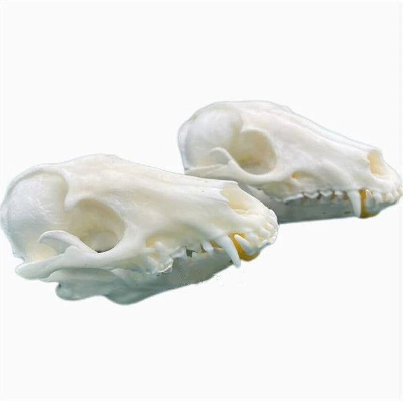 10Pcs Real Fox Skull Taxidermy Real Bone Skeleton Halloween Decoration Gift 12cm 07FC0E-D4 - KOEEK