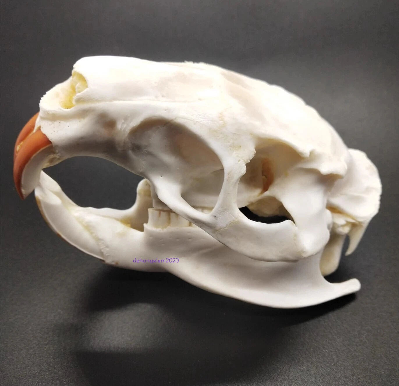 Natural Beaver Head Skull Specimen Skeleton Collection Feng Shui Animal Model 07FC0E-D4 - KOEEK