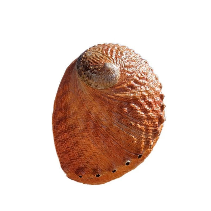 1 piece natural large conch sea abalone shell sample collection aquarium art 07FC0E-D4 - KOEEK