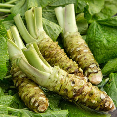 new Wasabi Seeds Japanese Horseradish  to Make Spicy Condiment Pungent Green 07FC0E-D4 - KOEEK