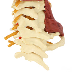 ny cervical vertebra arteria Spinal nerver Anatomisk modell Anatomi Science A