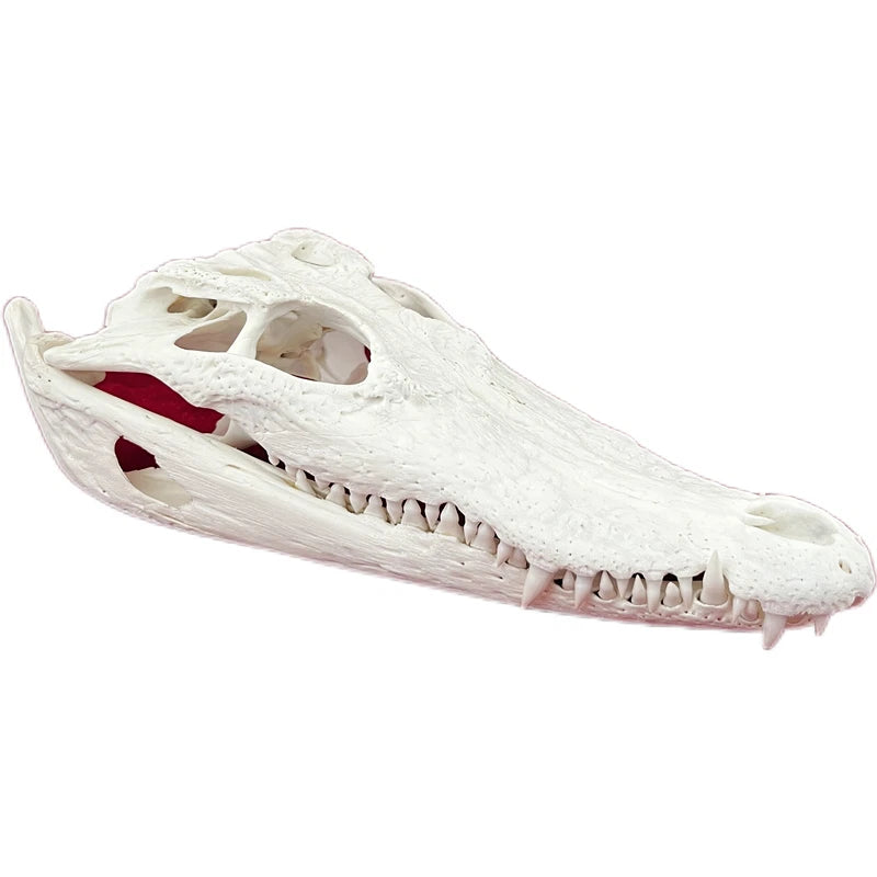 Crocodile Head Skull Specimen Skeleton Animal Specimen Decor Collection 1pc 07FC0E-D4 - KOEEK