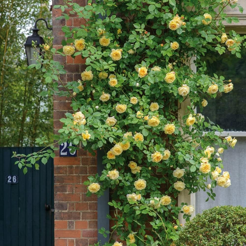 used 200+ Mix Climbing Rose Seeds for Planting Outdoors