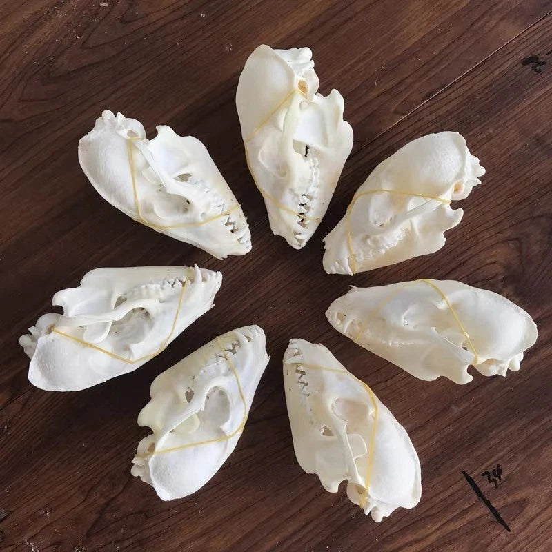 10Pcs Real Fox Skull Taxidermy Real Bone Skeleton Halloween Decoration Gift 12cm 07FC0E-D4 - KOEEK
