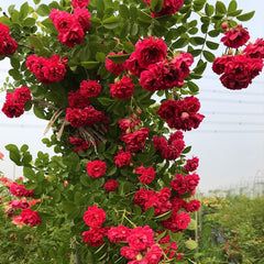 used 200+ Mix Climbing Rose Seeds for Planting Outdoors 07FC0E-D4 - KOEEK