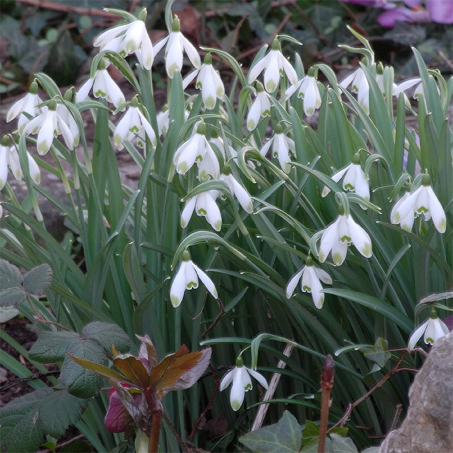 used CHUXAY GARDEN Snowdrop Flower Seed 400 Seeds Galanthus Nivalis Plant White CHUXAY GARDEN - KOEEK