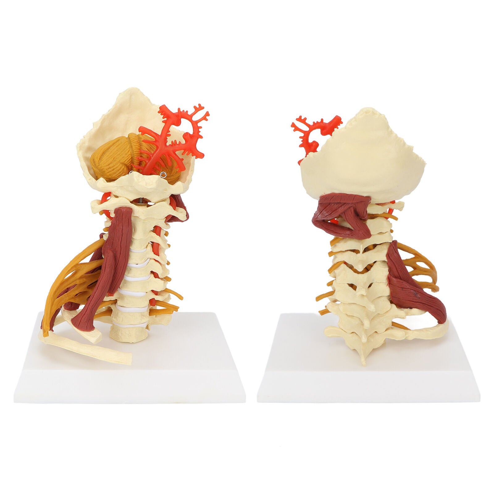 new Cervical Vertebra Arteria Spine Spinal Nerves Anatomical Model Anatomy Science koeek - KOEEK