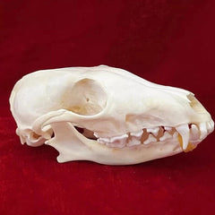 10pcs Real Fox Skull Taxidermy Bone Skeleton Halloween Fish Tank Decoration 07FC0E-D4 - KOEEK