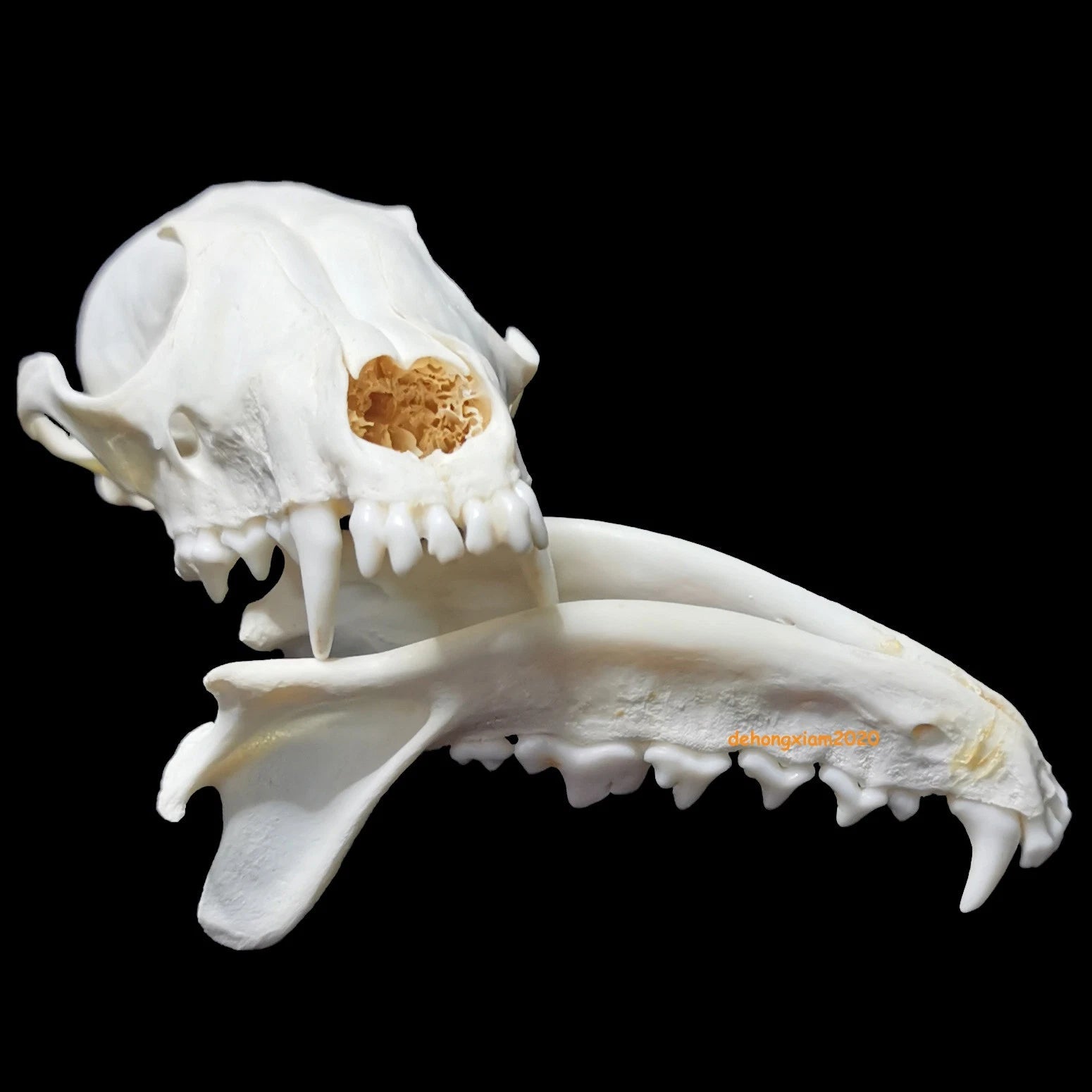 Natural Fox Skull Specimen Skeleton Feng Shui Ornament Animal Teeth Collection 07FC0E-D4 - KOEEK
