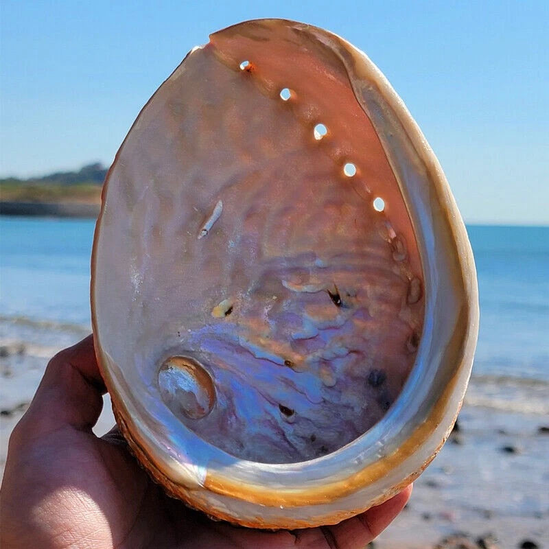 1 piece natural large conch sea abalone shell sample collection aquarium art 07FC0E-D4 - KOEEK