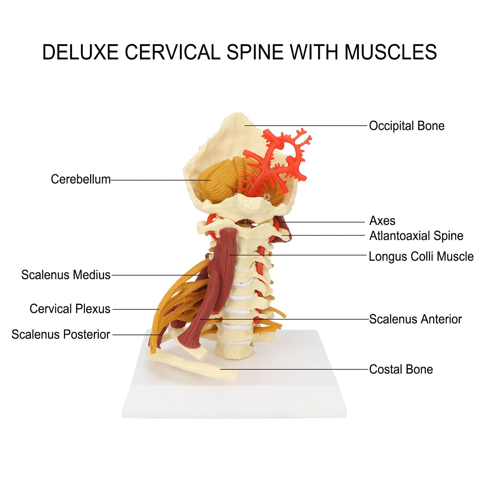 new Cervical Vertebra Arteria Spine Spinal Nerves Anatomical Model Anatomy Science koeek - KOEEK