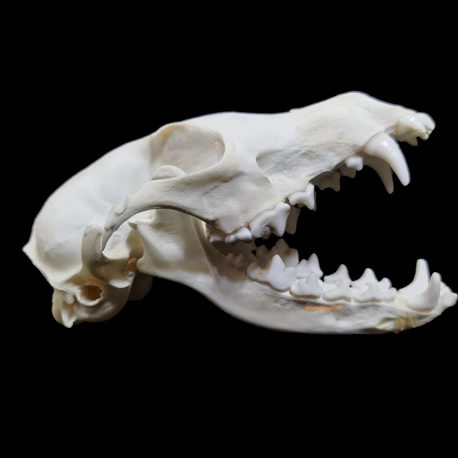 Natural Fox Skull Specimen Skeleton Feng Shui Ornament Animal Teeth Collection 07FC0E-D4 - KOEEK