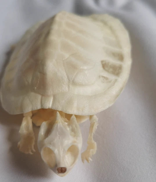 Turtle Skeleton Real Animal Bones Fine Art Work. Tortoise Specimen Collection 07FC0E-D4 - KOEEK