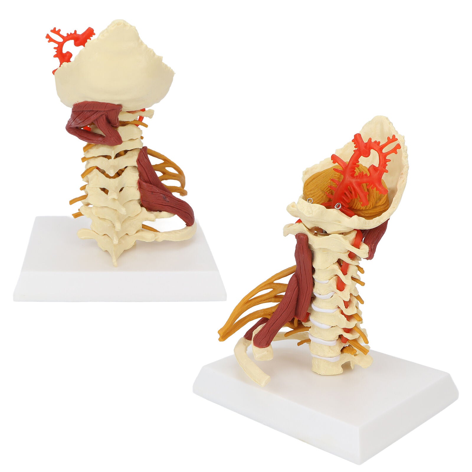 new Cervical Vertebra Arteria Spine Spinal Nerves Anatomical Model Anatomy Science koeek - KOEEK