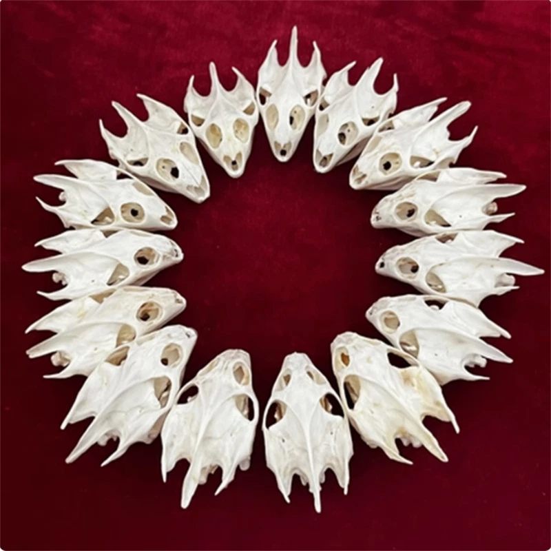 10PCS Turtle Skull Crafts Education Animal Specimen Crafts Bone Ornament Gifts 07FC0E-D4 - KOEEK