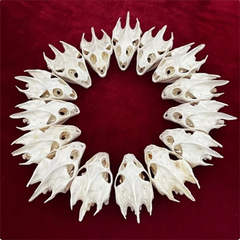 10PCS Turtle Skull Crafts Education Animal Specimen Crafts Bone Ornament Gifts 07FC0E-D4 - KOEEK