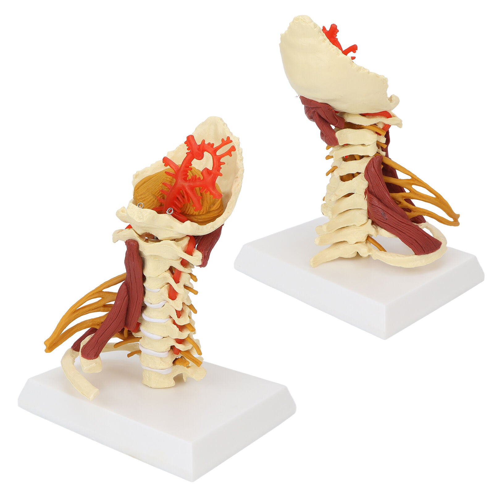 new Cervical Vertebra Arteria Spine Spinal Nerves Anatomical Model Anatomy Science koeek - KOEEK