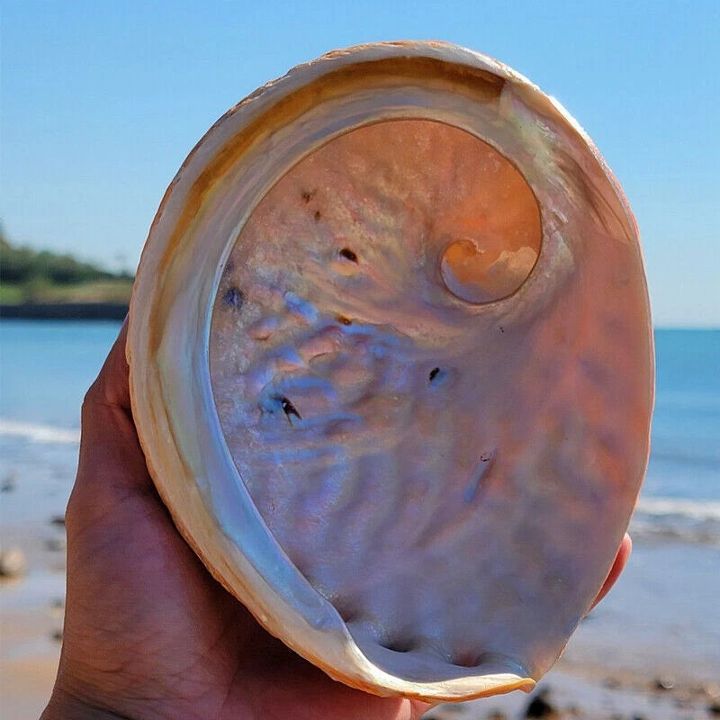 1 piece natural large conch sea abalone shell sample collection aquarium art 07FC0E-D4 - KOEEK