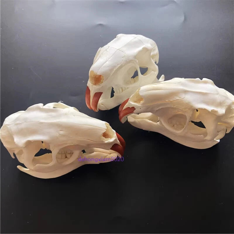Natural Beaver Head Skull Specimen Skeleton Collection Feng Shui Animal Model 07FC0E-D4 - KOEEK