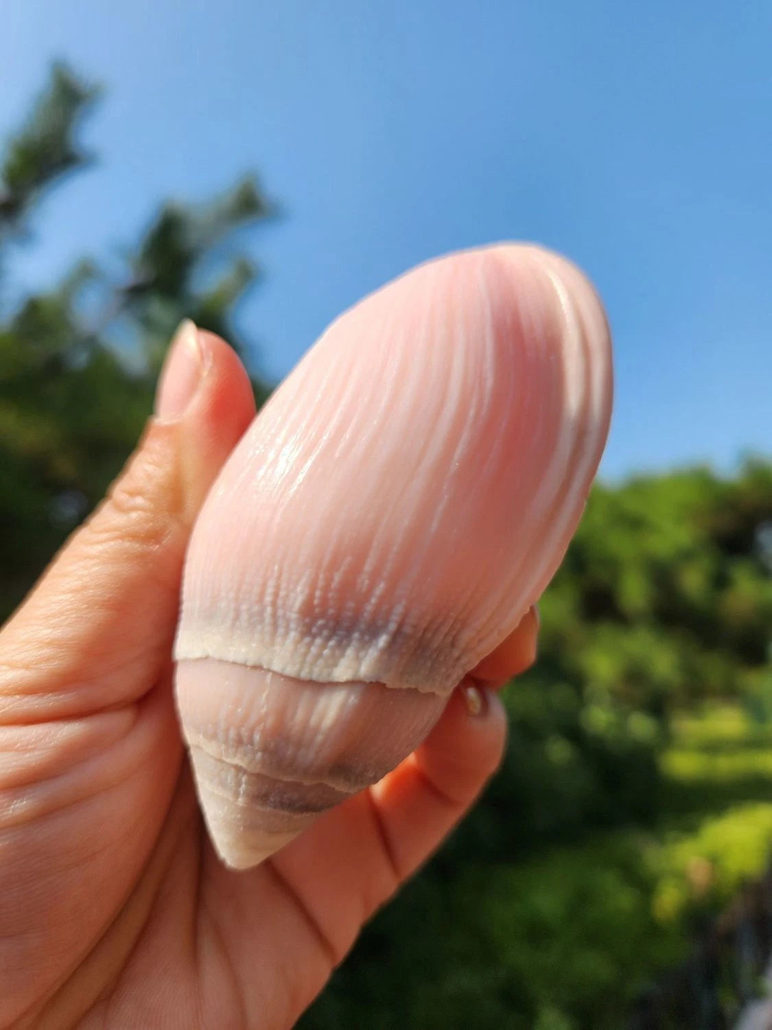 2pcs Ocean Sea 8-9cm Natural Pink Ear Conch Shell Shell Ornament 07FC0E-D4 - KOEEK